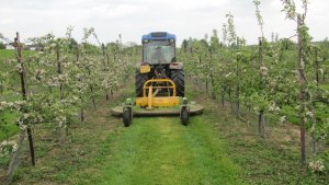Mowing in an orchard in Kent this week.